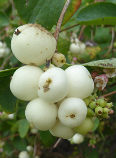 Common Snowberry