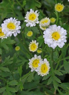 Feverfew