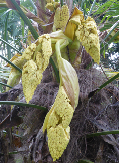 Chusan Palm