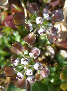 Shepherd's Cress