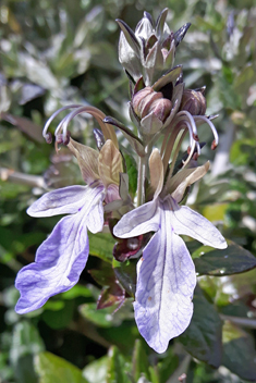 Shrubby Germander