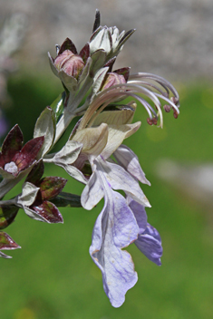 Shrubby Germander