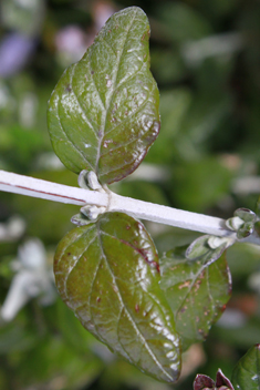 Shrubby Germander