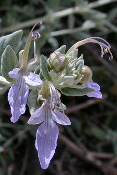 Shrubby Germander