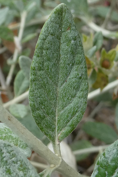 Shrubby Germander