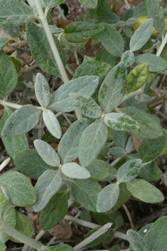 Shrubby Germander