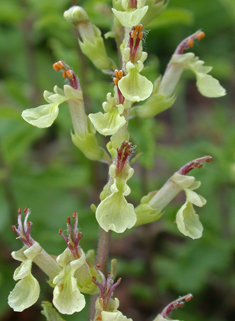 Wood Sage