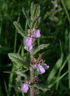 Water Germander