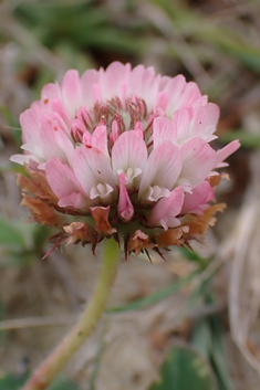 Strawberry Clover