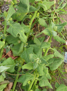 New Zealand Spinach