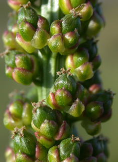 Sea Arrowgrass