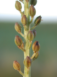 Sea Arrowgrass