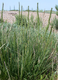 Sea Arrowgrass