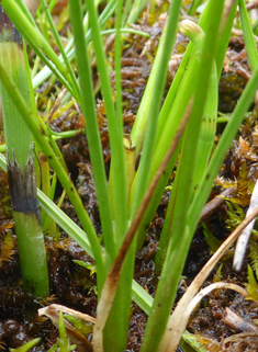 Marsh Arrowgrass