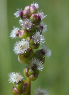 Marsh Arrowgrass