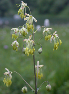 Lesser Meadow-rue