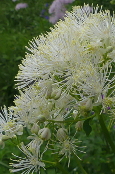 Great Meadow-rue