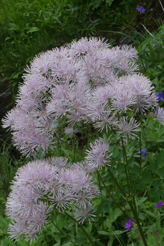 Great Meadow-rue