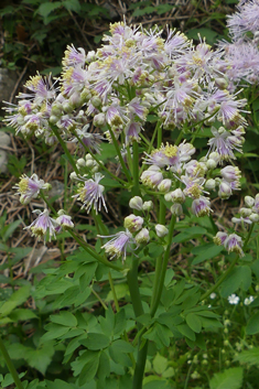 Great Meadow-rue