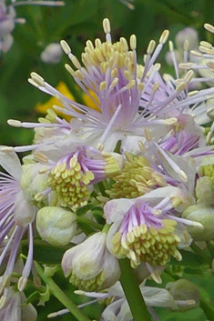 Great Meadow-rue