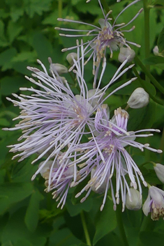 Great Meadow-rue