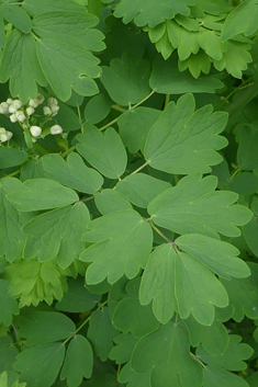 Great Meadow-rue