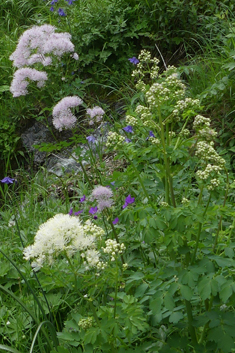 Great Meadow-rue