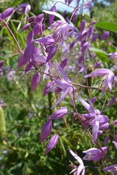 Delavay's Meadow-rue