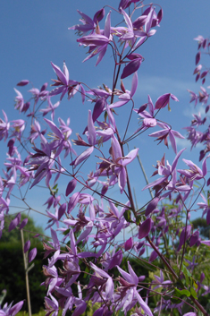 Delavay's Meadow-rue