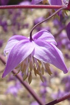 Delavay's Meadow-rue