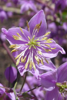 Delavay's Meadow-rue