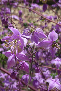 Delavay's Meadow-rue