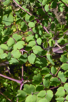 Delavay's Meadow-rue