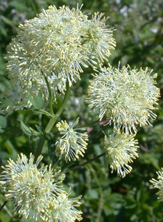 Common Meadow-rue