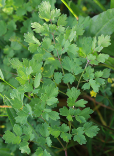 Lesser Meadow-rue