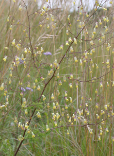 Lesser Meadow-rue