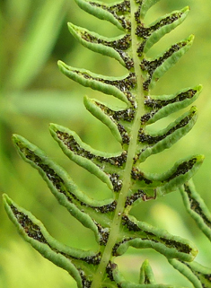 Marsh Fern