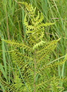 Marsh Fern