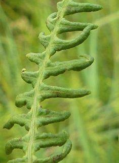 Marsh Fern