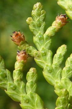 Northern White-cedar