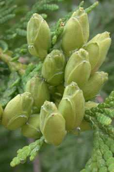 Northern White-cedar