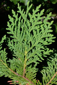 Northern White-cedar