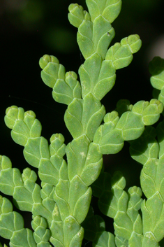 Northern White-cedar