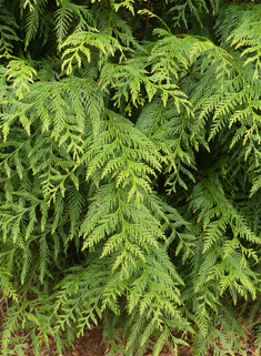 Western Red-cedar