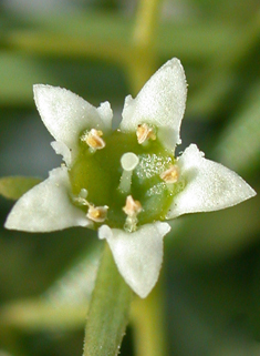 Western Bastard-toadflax