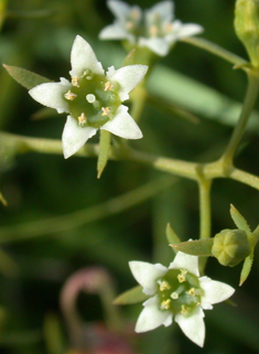 Western Bastard-toadflax