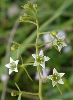 Western Bastard-toadflax