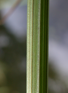 Common Milk-parsley