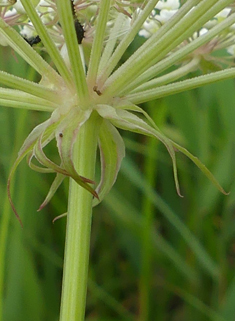 Common Milk-parsley