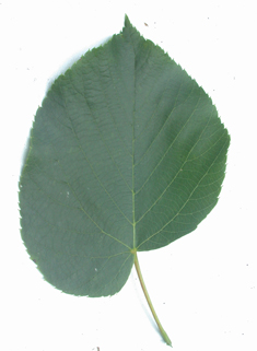 American Basswood